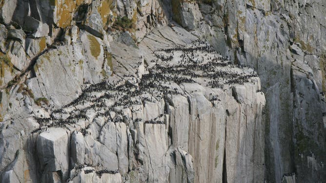 Common murre colony on South Island of Semidi Islands, in the Alaska Maritime National Wildlife Refuge south of the Alaska Peninsula, in 2014.