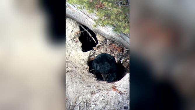 A black bear scoops dirt and debris into its den for hibernation.