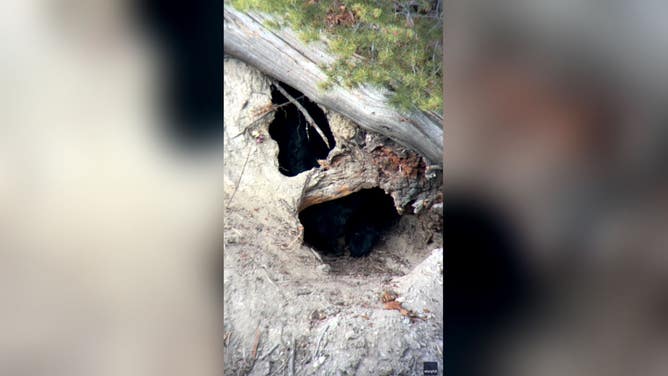 A black bear crawls back into its den for torpor, a state of sleep similar to hibernation, in Yellowstone National Park.