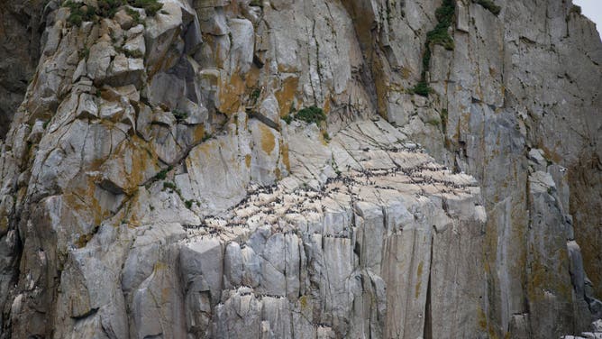 Common murre colony on South Island of Semidi Islands, in the Alaska Maritime National Wildlife Refuge south of the Alaska Peninsula, in 2021.