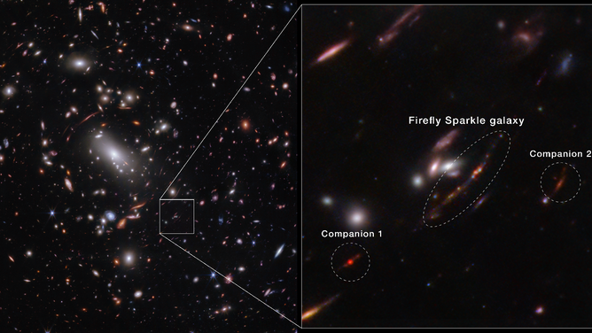 A frame split horizontally down the middle. At left is a galaxy cluster and background galaxies, showing thousands of overlapping objects at various distances. The background is black. The galaxies’ colors vary, including white, pink, orange, and blue. Most galaxies appear as ovals or dots. Just above center is a bright white oversized oval, a supergiant elliptical galaxy. Around it are many thin, long orange or pink arcs. These are background galaxies that appear stretched and distorted. To the bottom right is the outline of a small box. On the right side is a zoomed in view of this area. There are two smaller circular outlines flanking a larger central oval outline, labeled Firefly Sparkle galaxy. Within it is a long line, pointing from bottom left to top right with 10 circular star clusters in pink, purple, and blue. The circled galaxy to the bottom left is labeled Companion 1 and looks like a bright red dot. At top right, the circled galaxy labeled Companion 2 is lighter red and surrounded by a red disk.