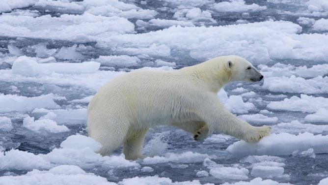 ファイル：流氷の上を走るシロクマを狩る。