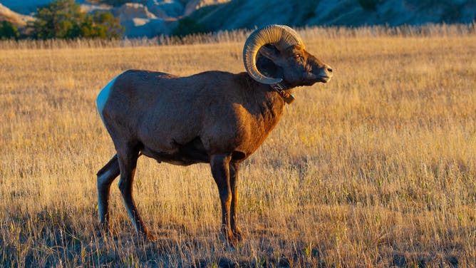 North America, USA, South Dakota, Wall, Badlands National Park Big Horn Sheep, Ram.