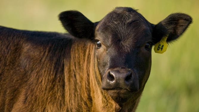 FILE: Closeup of a calf.