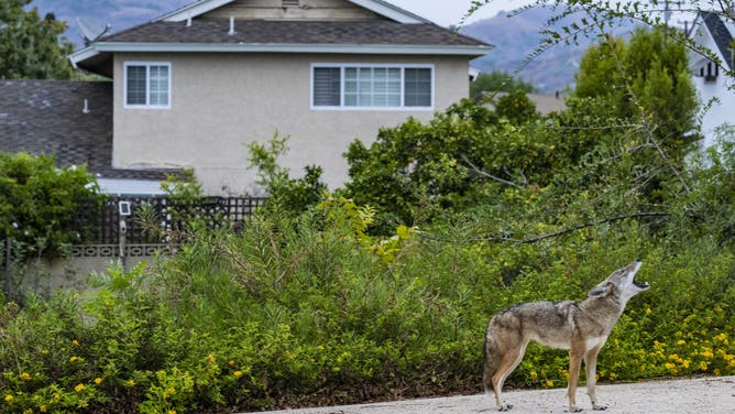 Brea, CA - September 21: One of two coyotes howls as it pauses along The Tracks at Brea Trail in Brea early on Saturday morning, September 21, 2024.