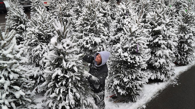 Snow blanketed the Christmas trees for sale at Wards Berry Farm as employee Sabrina Rodrigues checks out trees for customers.