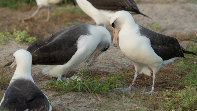 Wisdom, the world’s oldest known wild bird, has done it again, laying an egg on a remote island in the central Pacific.