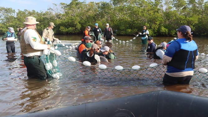 Wildlife and LCSO teams conducting a shallow-water rescue of two stranded dolphins in Lee County, Florida on Wednesday, Dec. 11, 2024.