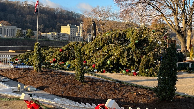 The West Virginia State Capitol's Christmas tree fell victim to powerful wind gusts Wednesday night in Charleston. The beloved holiday symbol is expected to be restored Friday, weather permitting.