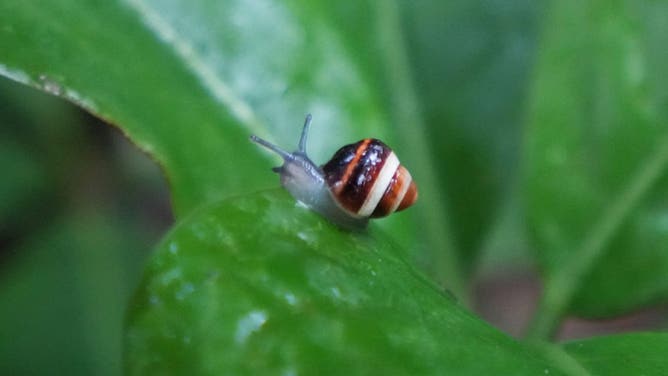 An individual of the snail species Achatinella fuscobasis.