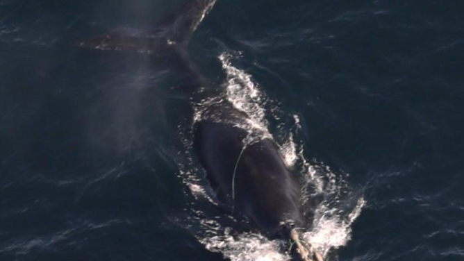 North Atlantic right whale #5110 with a line wrapped around its body on December 9, 2024