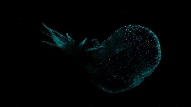 Using an underwater low-light camera system developed at MBARI, researchers were able to film the bioluminescence display of the Bathydevius caudactylus with the ROV Doc Ricketts.