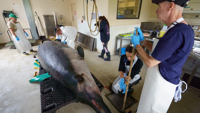 Te Rūnanga o Ōtākou representatives and scientists take measurements of the spade-toothed whale in New Zealand.