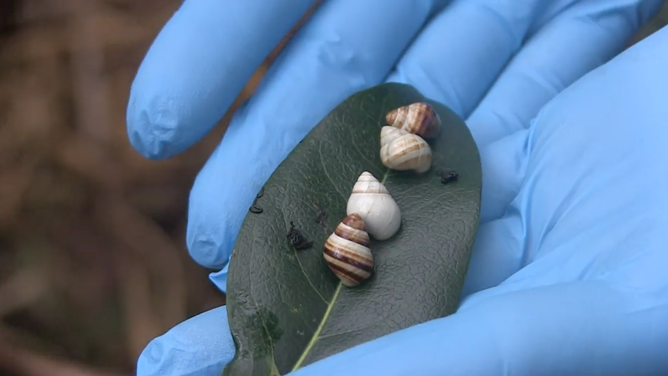 Up-close view of the snails' shells on a leaf.