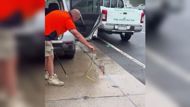 Melbourne Snake Control holds tiger snake that was pulled from a vehicle.