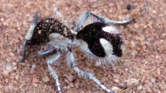 Velvet ants (Traumatomutilla bifurca) photo