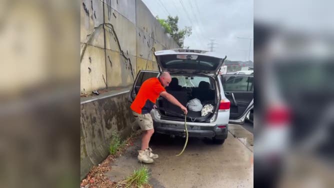 Tiger snake pulled from woman's car in Melbourne, Australia.
