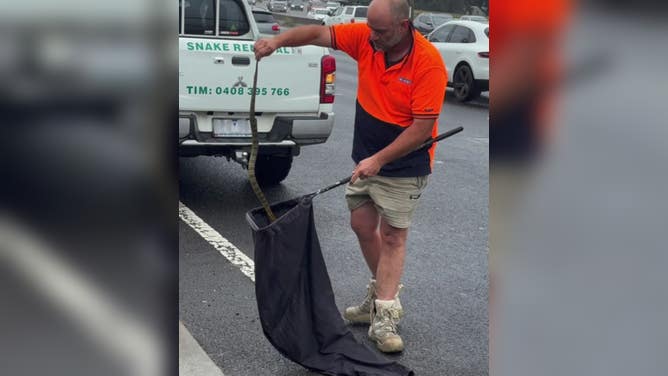 Tiger snake is placed into a bag after being removed from woman's car.