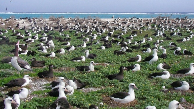 Midway Atoll provides a nesting habitat for millions of birds.