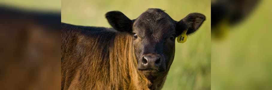 Mysterious disappearance of 180 cattle sparks intense investigation in snow