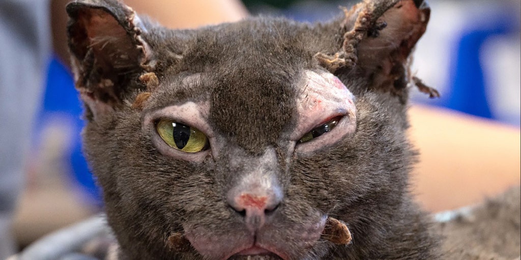 Meet Hope: Stray cat singed in California wildfires captures