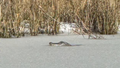 Frozen alligator spotted in South Carolina pond during rare southern snowstorm - Fox News