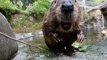 These are the animals other than Punxsutawney Phil that will predict end of winter on Groundhog Day