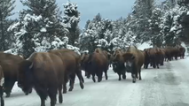 See it: Herd of bison surround car on snowy road in Yellowstone National Park