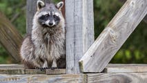 Dead raccoons found at New York historical site prompt warnings for pet owners