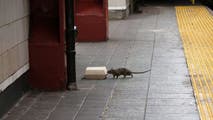 See which cities are experiencing a surge in rats due to climate change