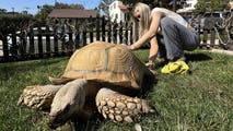 Social media influencer known for 175-pound tortoise loses family home in Palisades Fire