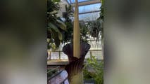 See it: Stinky, rare 'corpse flower' blooms at Brooklyn Botanic Garden