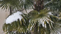 Snow in Florida? Winter storm could coat Texas in snow, ice next week before spreading across South