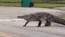 Watch: Massive crocodile crosses Florida street before reaching popular Miami park