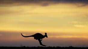 Demise of Australia’s large kangaroos likely not caused by climate change, study suggests