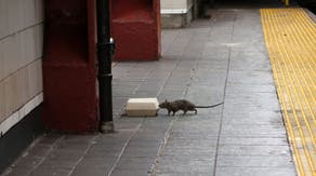 See which cities are experiencing a surge in rats due to climate change