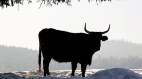 Iowa farmer checking on cattle's water in freezing weather dies after bull attack, authorities say