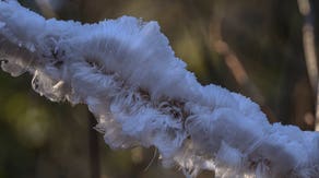 See it: Rare 'hair ice' photographed in Washington state