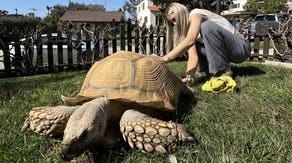 Social media influencer known for 175-pound tortoise loses family home in Palisades Fire