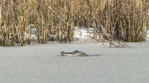 Frozen alligator spotted in South Carolina pond during rare southern snowstorm