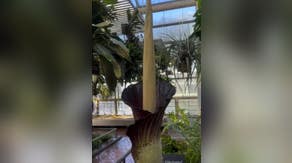 See it: Stinky, rare 'corpse flower' blooms at Brooklyn Botanic Garden