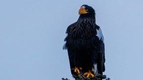 See it: Rare eagle among largest birds of prey in the world spotted thousands of miles from home