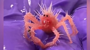 See it: 'Cutest, spikiest, tiniest crab in the world' becomes viral sensation