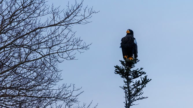 The Steller's sea eagle.
