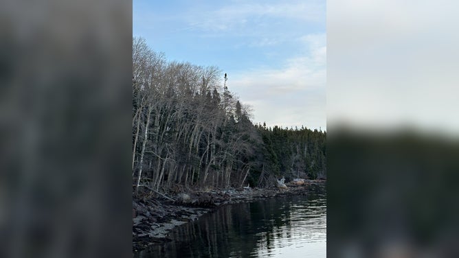 The Steller's sea eagle.