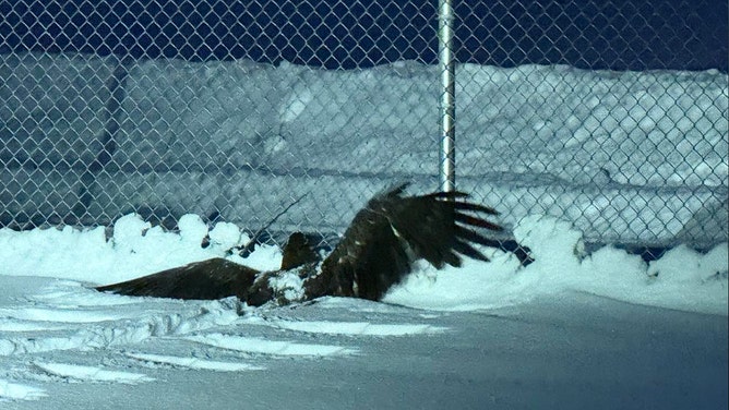 Alaskan authorities in Fairbanks rescued a frozen juvenile bald eagle from the brink of death, providing the bird with shelter, food and medical attention. After a successful recovery, the eagle was released back into the wild.