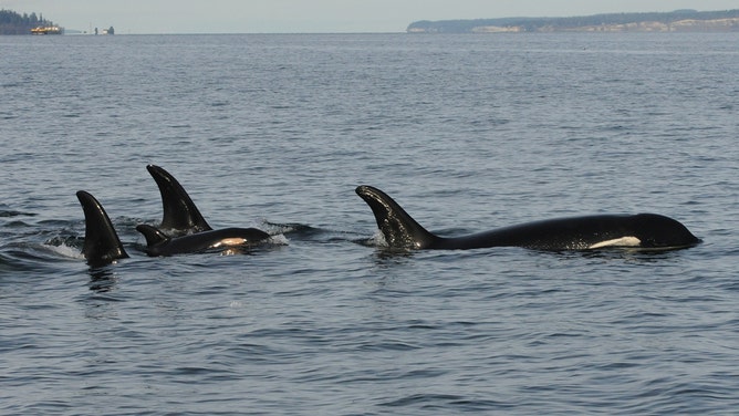 J pod’s new calf, J62, is seen traveling with the J19s.