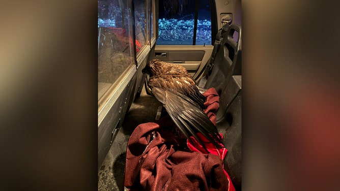 Alaskan authorities in Fairbanks rescued a frozen juvenile bald eagle from the brink of death, providing the bird with shelter, food and medical attention. After a successful recovery, the eagle was released back into the wild.