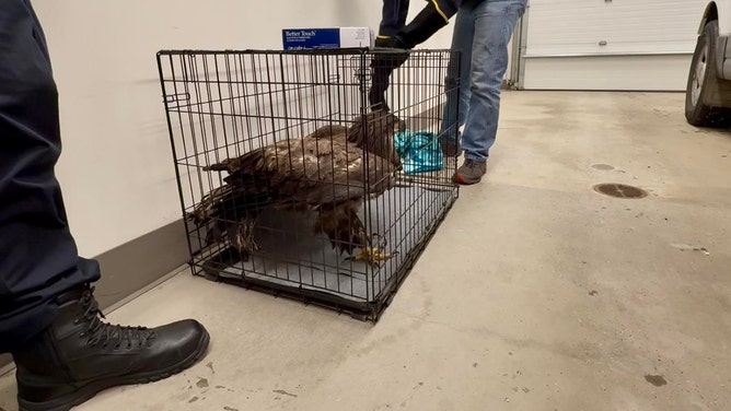 Alaskan authorities in Fairbanks rescued a frozen juvenile bald eagle from the brink of death, providing the bird with shelter, food and medical attention. After a successful recovery, the eagle was released back into the wild.