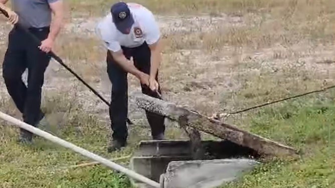 Things got interesting in a Florida neighborhood over the weekend after a monstrous alligator became trapped in a storm drain, triggering a frightening rescue operation.